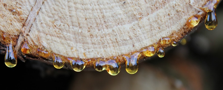 שרף נוטף מגזע עץ ואבן החן ענבר (אמבר) שנוצרת ממנו. צילום: pixabay